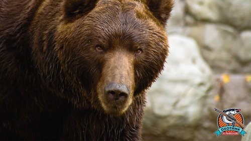 Медведица подошла слишком близко