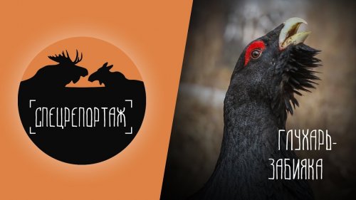 Глухарь. Необычное поведение // Спецрепортаж #4