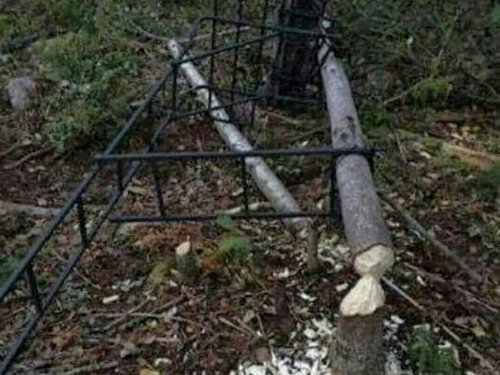 Бобер кушать хочет