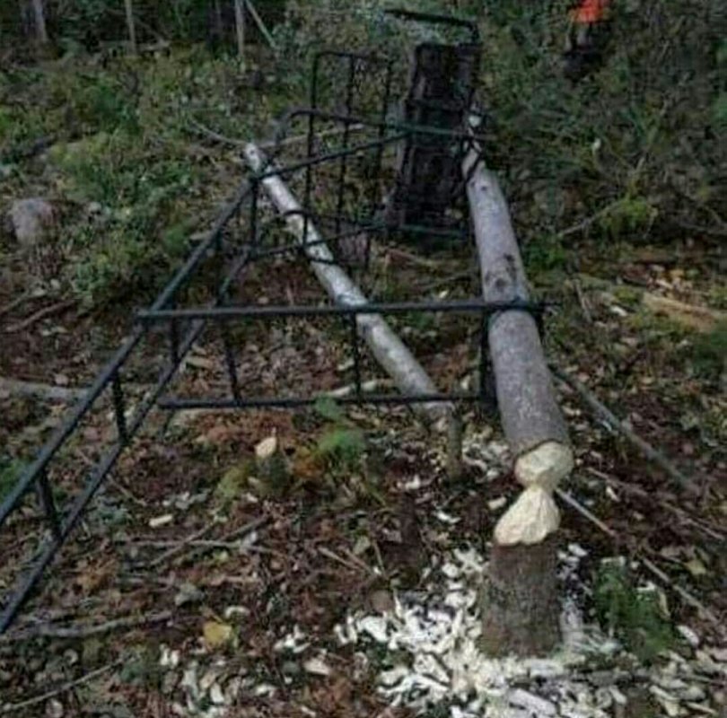 Бобер кушать хочет