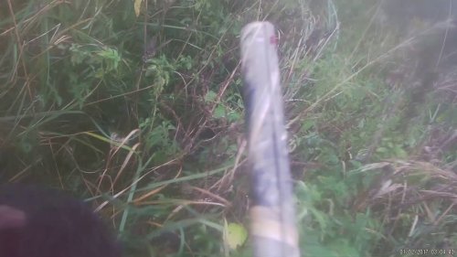 охота с дратхааром на уток плюс бонус