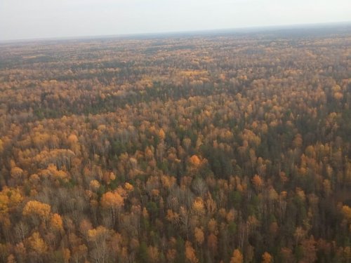 Золотое море тайги