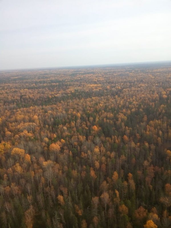 Золотое море тайги