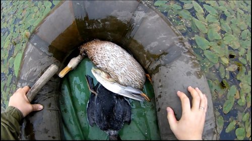 Добыл утку под окнами избушки.