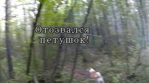 Почему не стоит брать лайку ЗСЛ  на охоту по  рябчику!