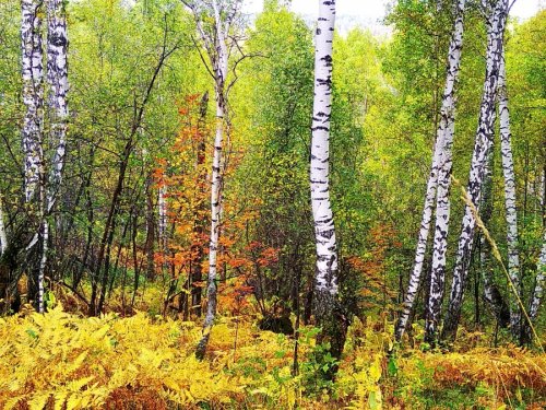 Осень