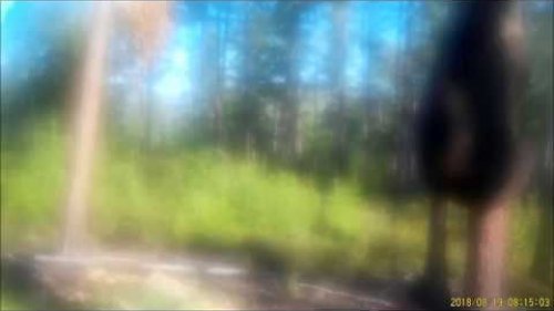 Медвежья диверсия удалась