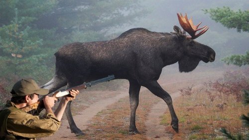 Огромный Лось и меткий выстрел