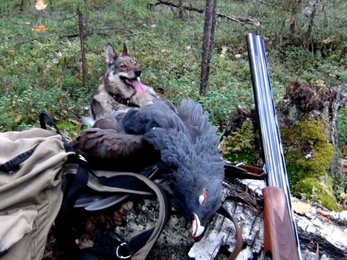 Глухарь