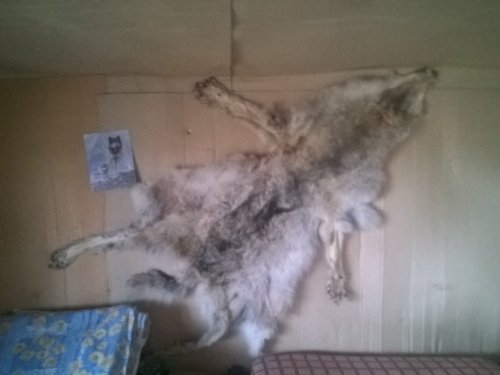 Ковер на стене