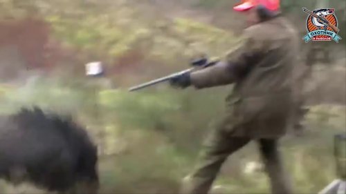 Атака кабана на охотника