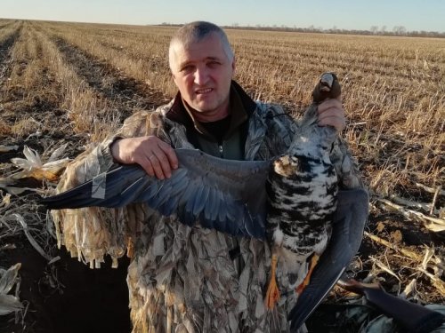 Белолобый гусь