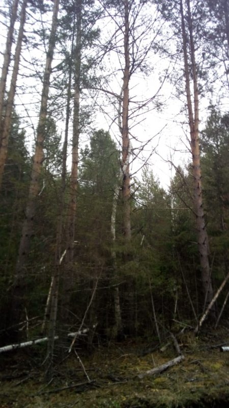 Березка обняла сосенку.