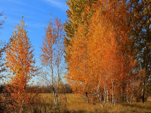 Золотая осень...