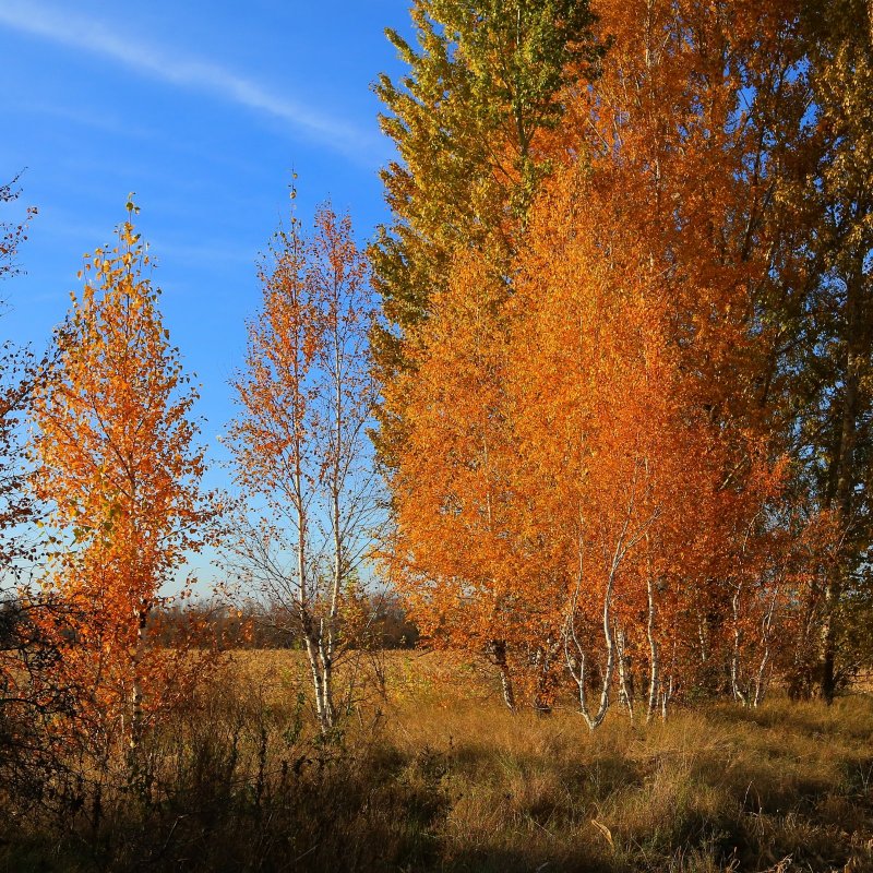Золотая осень...