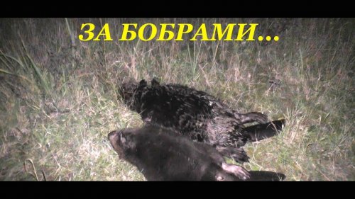 Охота на бобра. Первый опыт...