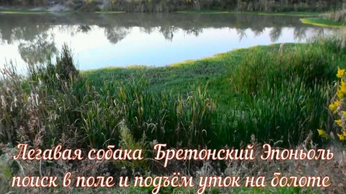 Легавая собака Бретонский Эпоньоль поиск в поле и подъём уток на болоте