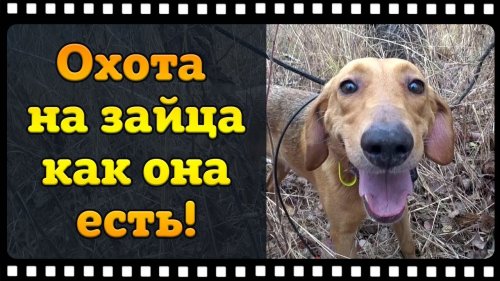 Охота на зайца беляка или как я опозорился перед собакой!