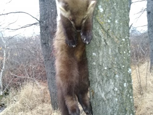 Кот