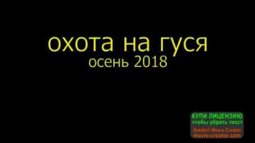 охота на гуся осень 2018