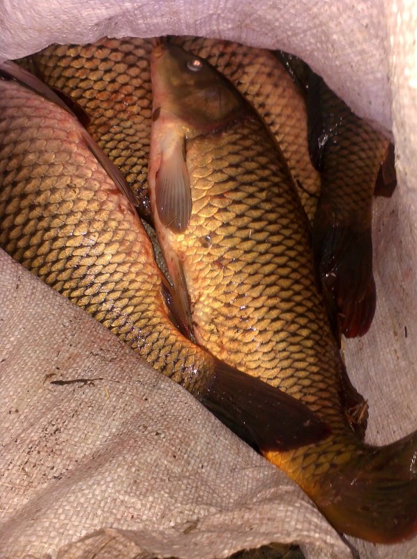 Осенние сазаны