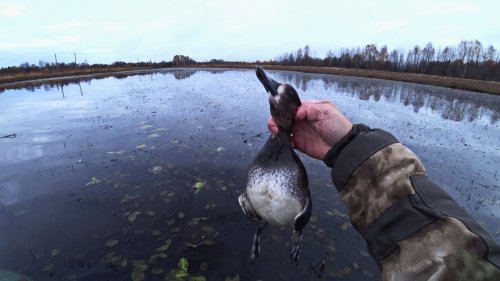 Охота на утку осенью. Охота с подхода с ружьем МР-155.