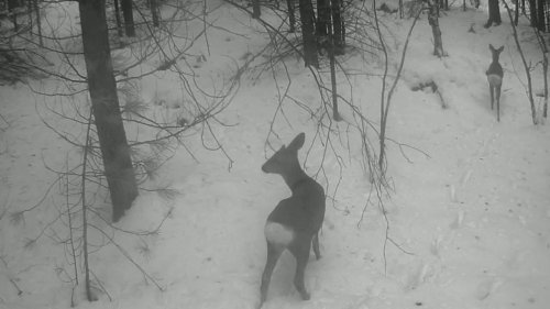 На тропе