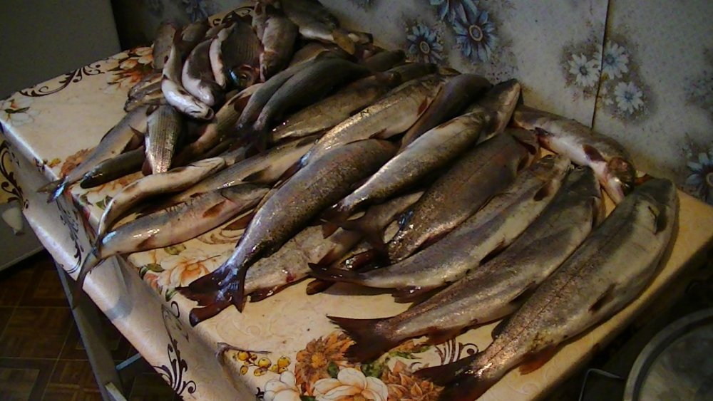 клюёт однака