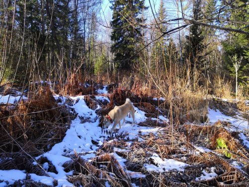 Зима наступает