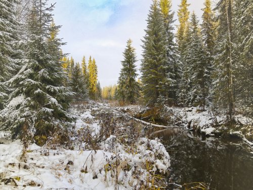 лесная речка, первый снег