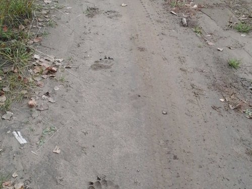 Следы на дороге вдоль Енисея