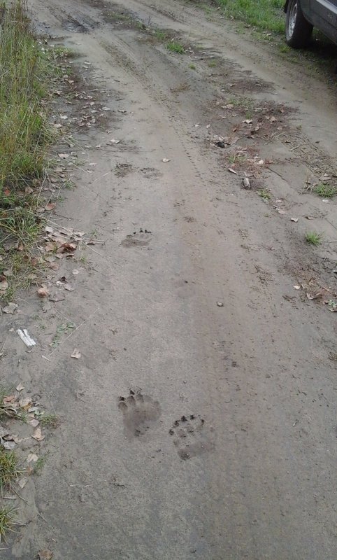 Следы на дороге вдоль Енисея