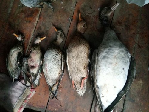 Закрыл сезон по водоплавающей