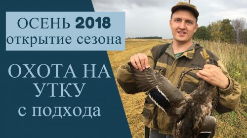 Охота на утку с подхода. Ходовая охота.