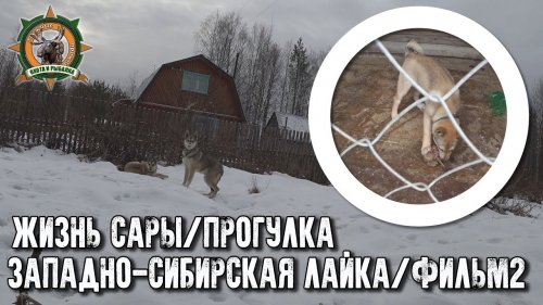 Жизнь Сары/Западно-сибирская лайка/Фильм2/Прогулка
