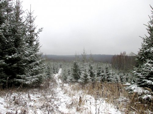 Дорожка в лес