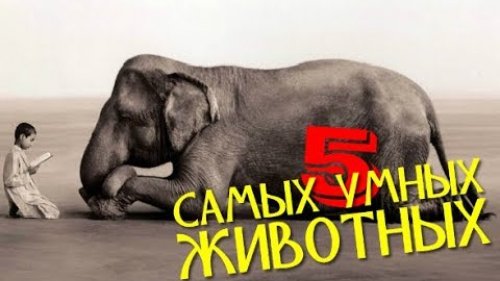 КТО ЗАМЕНИТ ЧЕЛОВЕЧЕСТВО ИЛИ 5 САМЫХ УМНЫХ ЖИВОТНЫХ