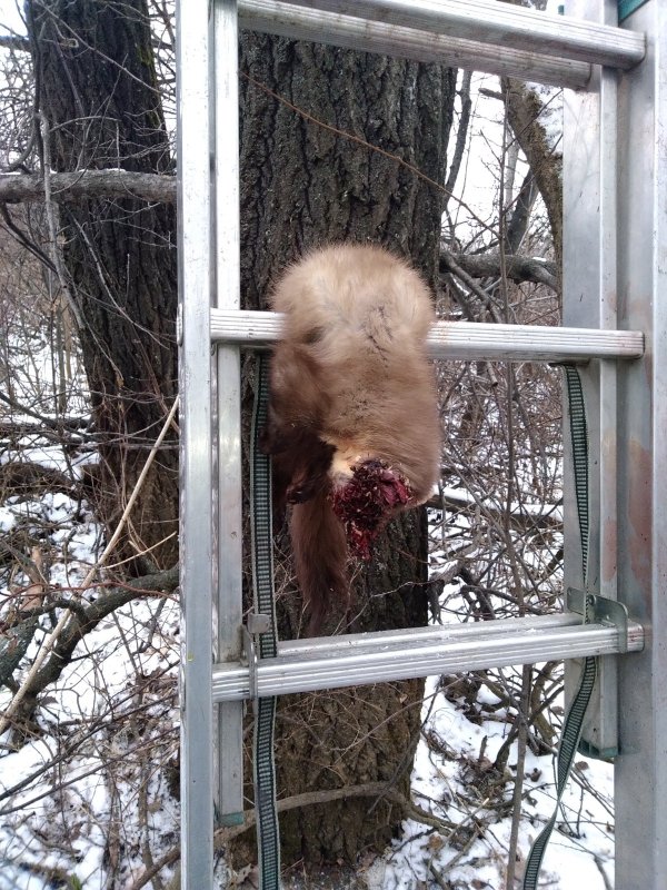 С дупла