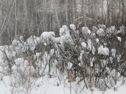 зимний букет.