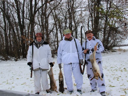 Зайцы-русаки