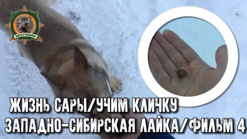 Жизнь Сары/Западно-сибирская лайка/Фильм4/Приучаю к кличке