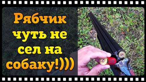 Охота на рябчика по полям с русским охотничьим спаниелем.