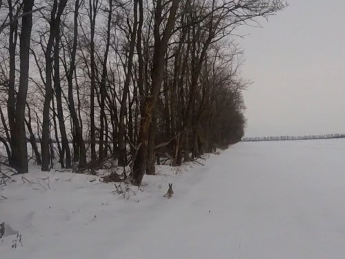 Охота на зайца. Круг почета