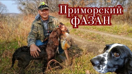Охота на ФАЗАНА по чернотропу.