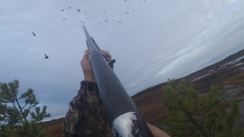 Охота на гуся 2018(осень).Карелия.