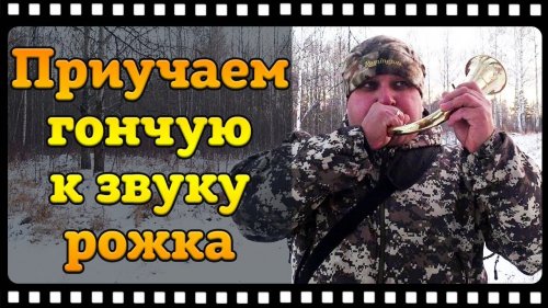 Как приучить гончую к звуку рога не допустив ошибок.