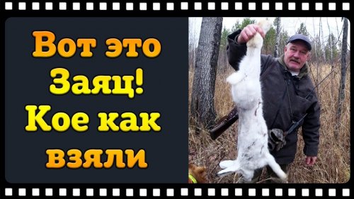 Охота на зайца с русской гончей. Если б не наша "Кенарка", остались бы ни с чем!