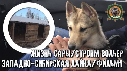 Жизнь Сары/Западно-сибирская лайка/Фильм1/Стройка вольеров