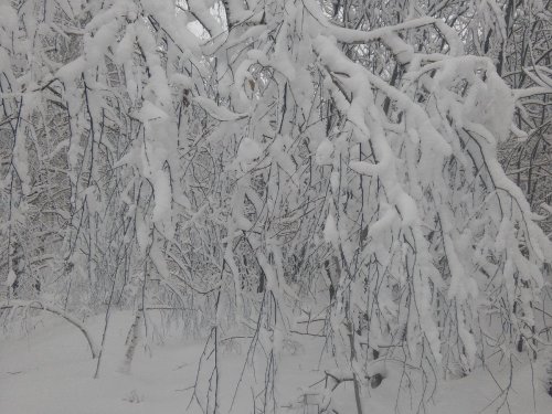 Долгожданный выезд на охоту