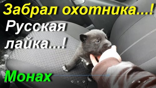 Взял собаку